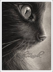 Daydreaming Cat ACEO