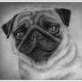 Pug Dog Drawing