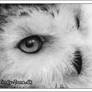 Snow Owl II
