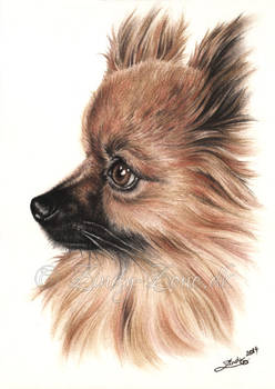 Pomeranian Portrait