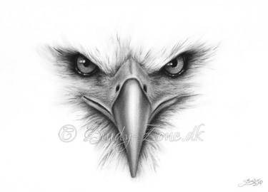 Face Of An Eagle