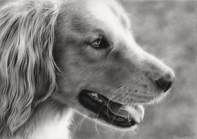 Golden Retriever In The Sunlight