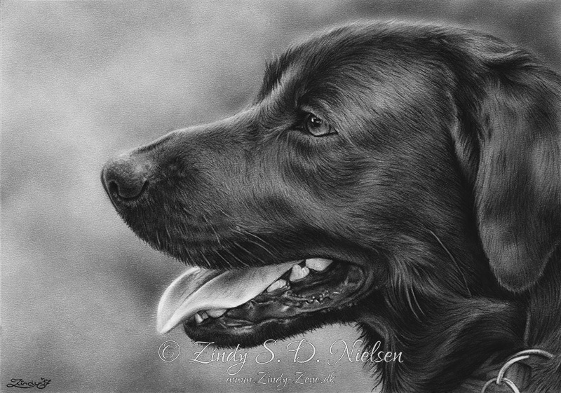 Black Lab Deviantart Black Labrador Retriever by Zindy on DeviantArt