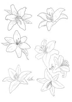 lilies rough lines