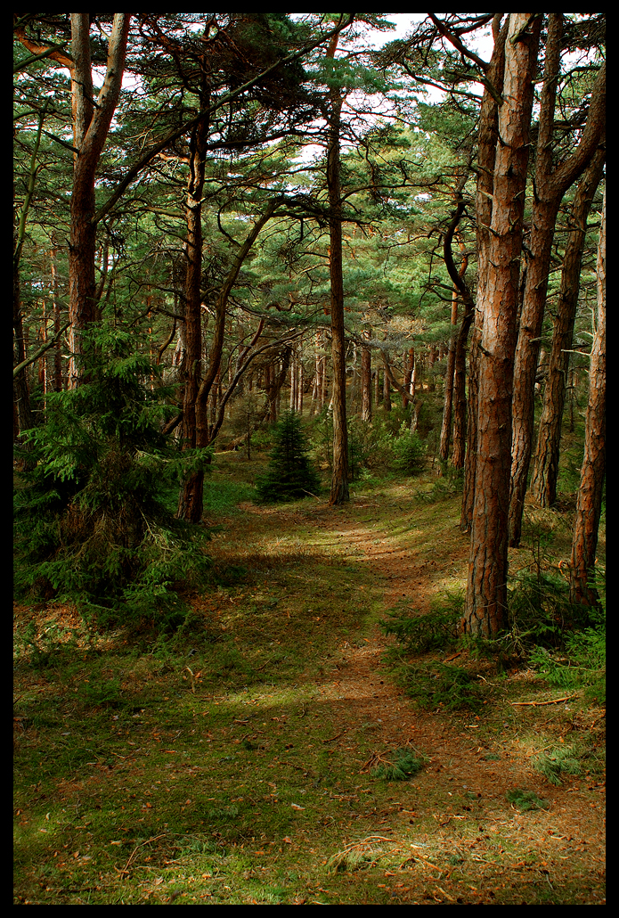 Forest at Beach