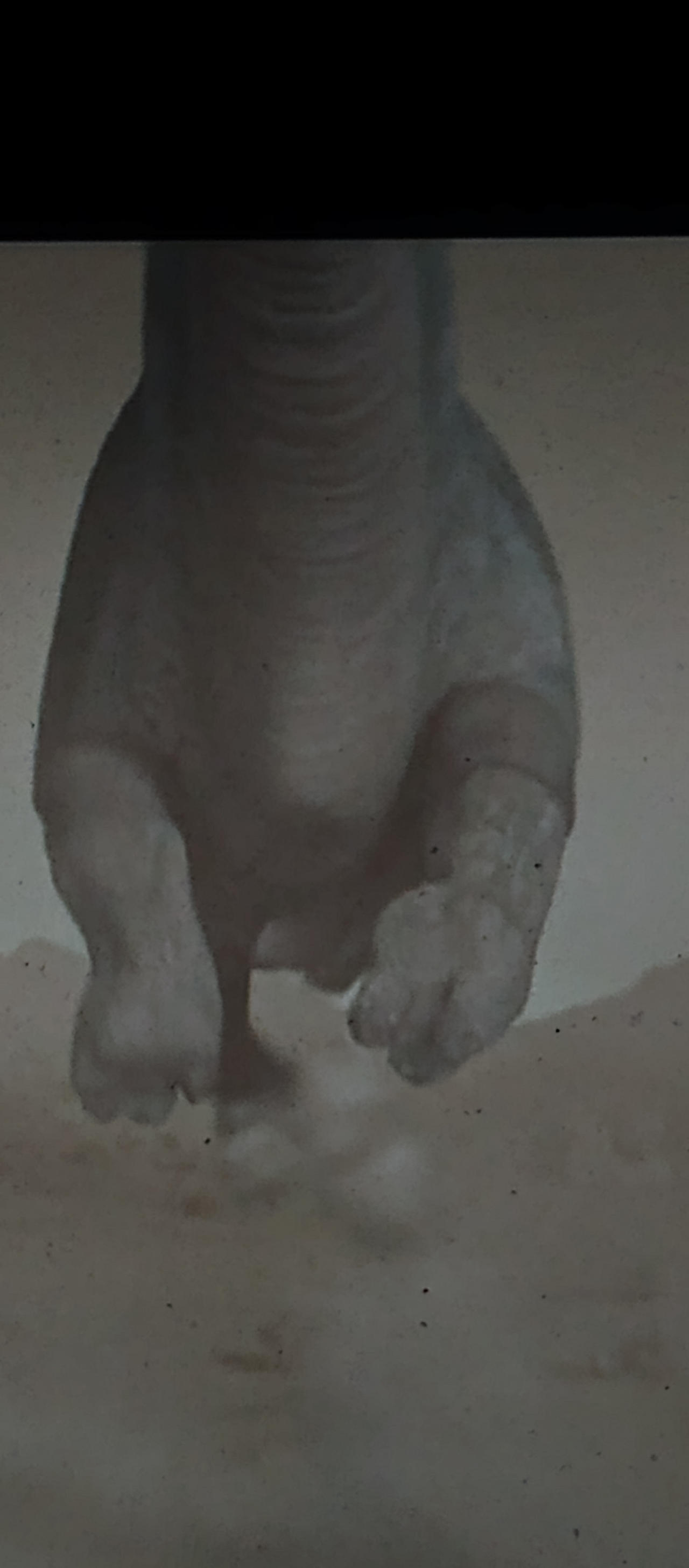 Baboon Bottomline: What The Color Of Their Butts Really Means - 3l38gmy