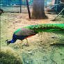 Peafowl