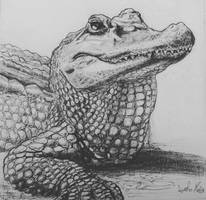 Crocodile