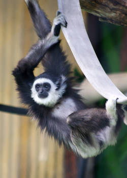 Baby Gibbon