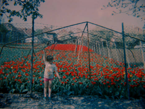 field of innocence