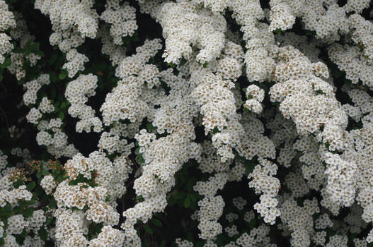 White Flowers