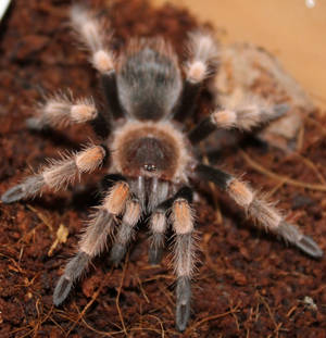 B. smithi