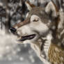 Winter Wolf