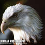 Zoo: Bald Eagle