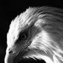 Zoo: Bald Eagle IV