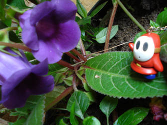 Shy Guy in Wonderland