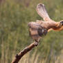 Take off Eagle- Kite