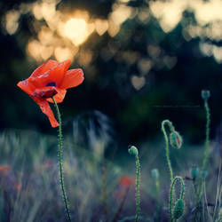 ...poppy...