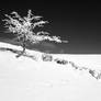 ...winter tree -1-...