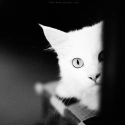 ...white cat...