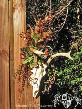 Whitetail European with Floral Arrangement 2