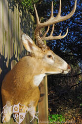 Bruiser Whitetail 2