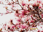 Magnolia Blossoms by plopinmehchairandraw