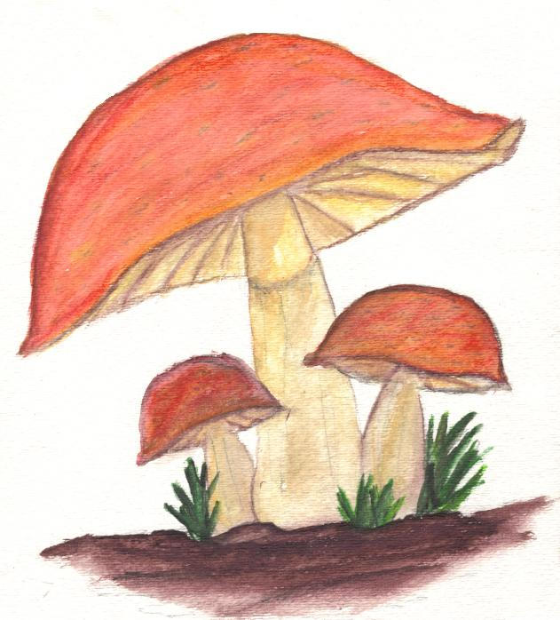 Toadstool Water Color by chinchilla95 on DeviantArt