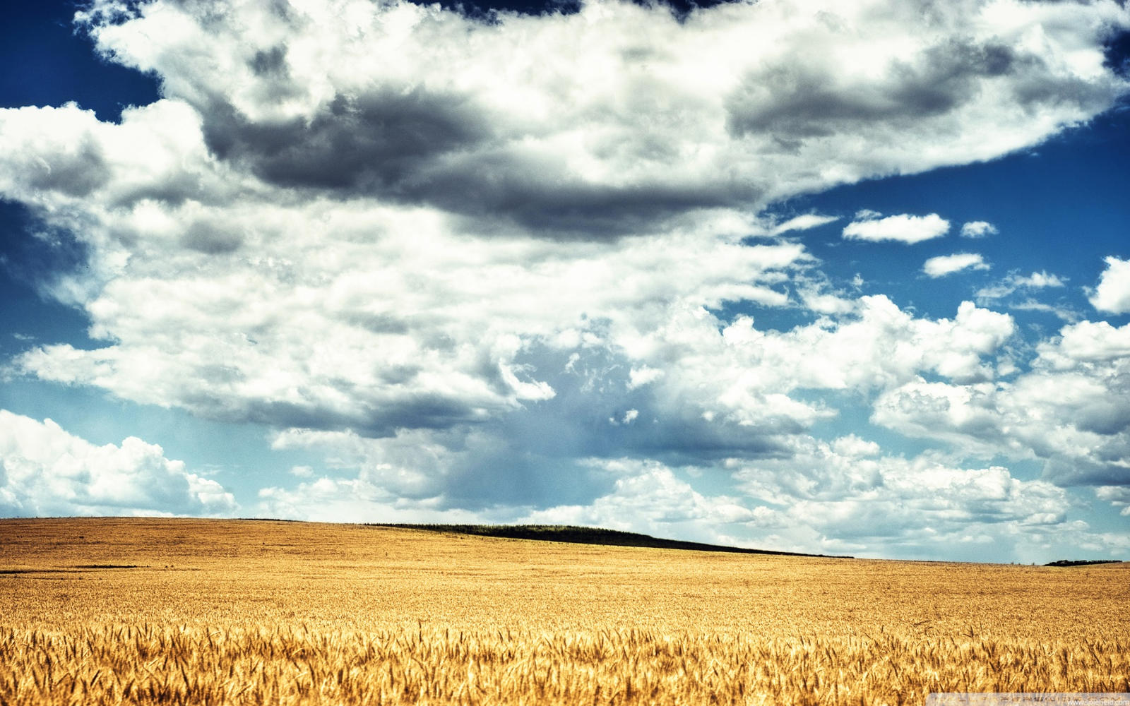 Golden Wheat Field Hdr-wallpaper-1680x1050