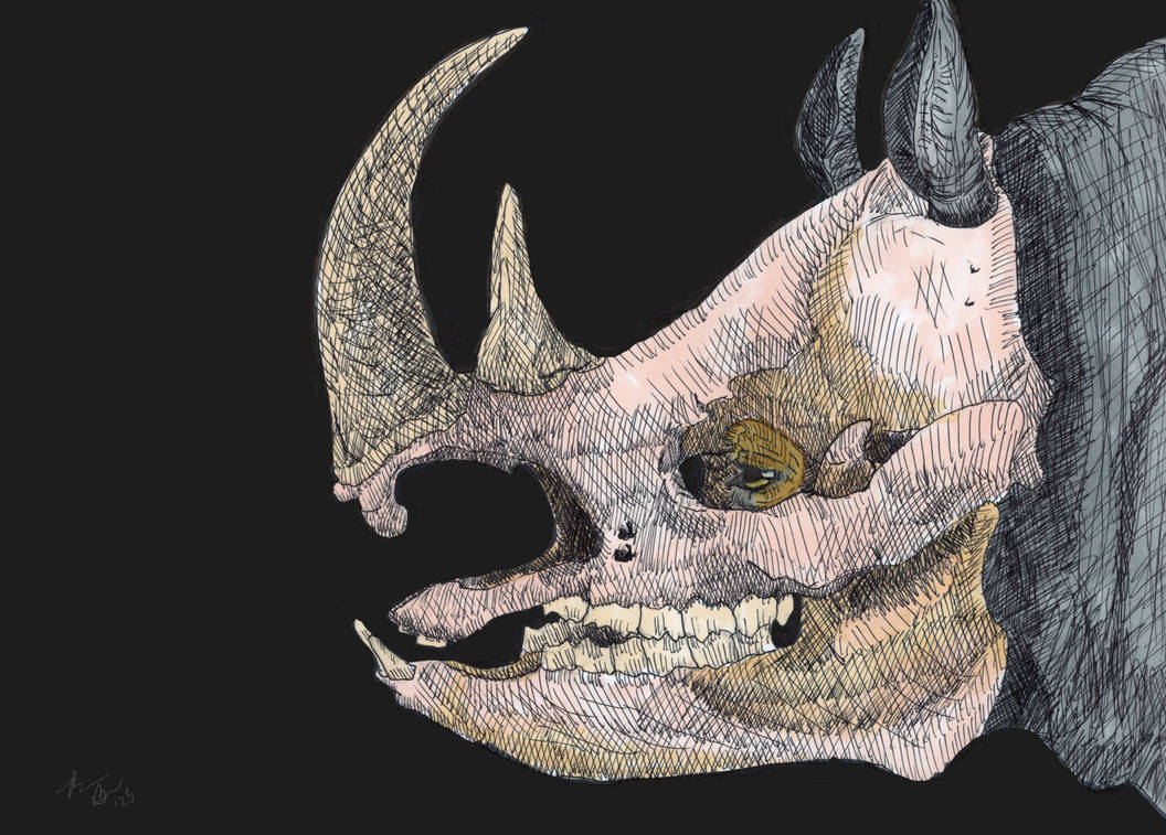 Rhino by extinctionbybee on DeviantArt