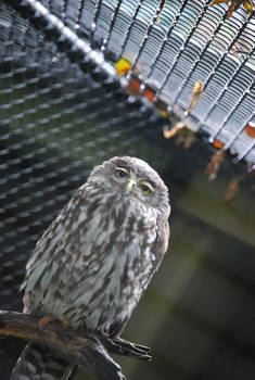 Unimpressed Owl
