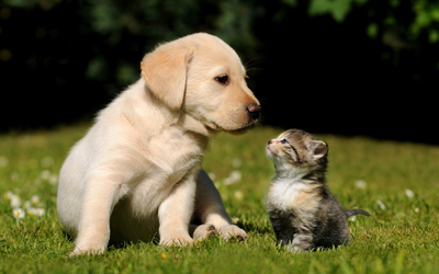 Pup and Kitten