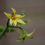 Tomato Blossom