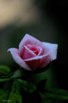 The Rose by teresa-lynn