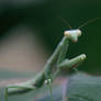 Praying Mantis