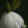 Summer Snowdrop