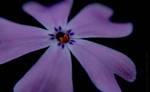 purplebliss by teresa-lynn