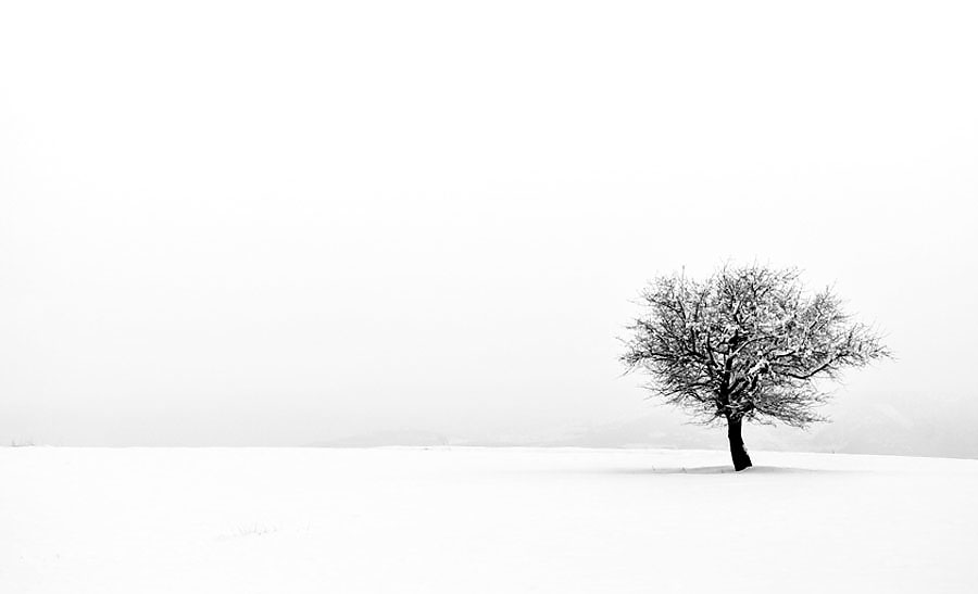 Snowy landscape