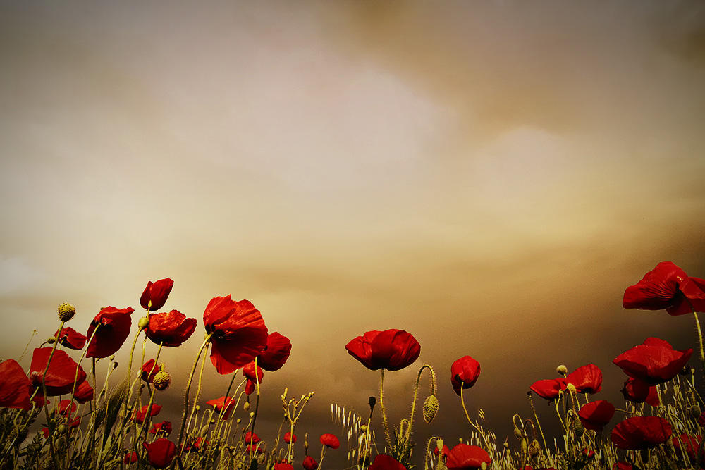 Poppies by Chris-Lamprianidis