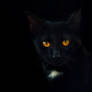 Dark cat