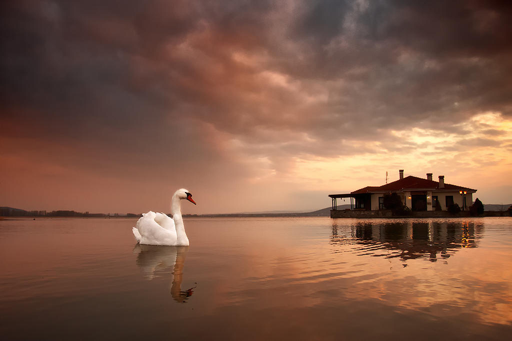 Swan lake