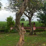 Frangipani Tree2 By Adipancawh