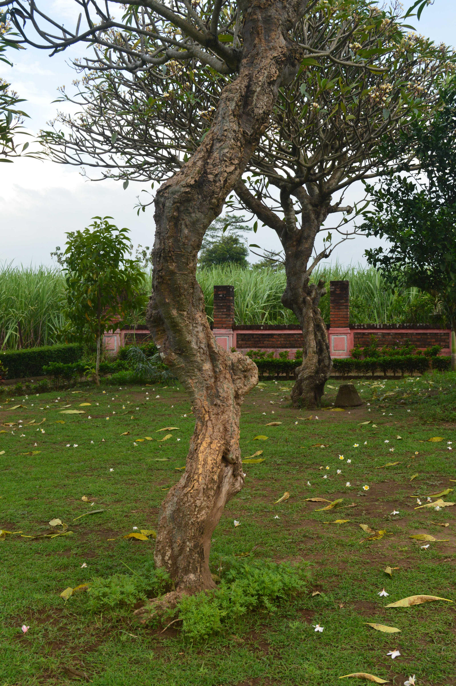 Frangipani Tree2 By Adipancawh