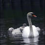 The swans 02
