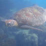 Green Turtle on the GBR