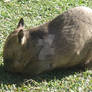 Southern Hairy Nosed Wombat