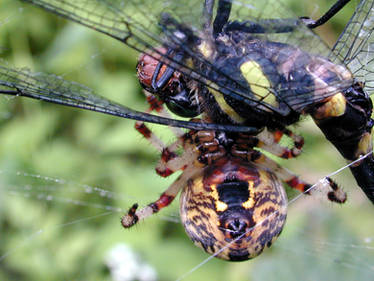 Dragonfly Caught in a Web 2