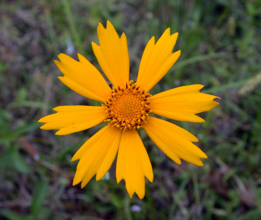 Asteraceae: Coreopsis lanceolata