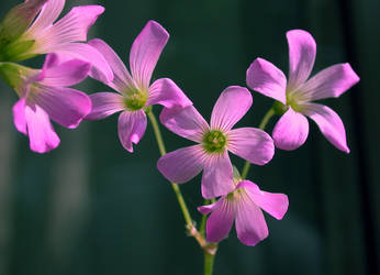 OXDEC: Oxalis corymbosa by Eliasome