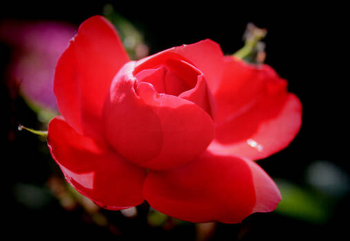 Red Rose in my Garden